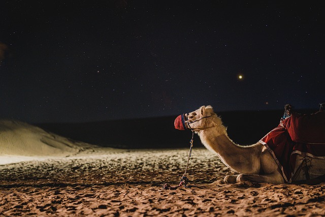 United Arab Emirates Sustainability - Without Borders Systems